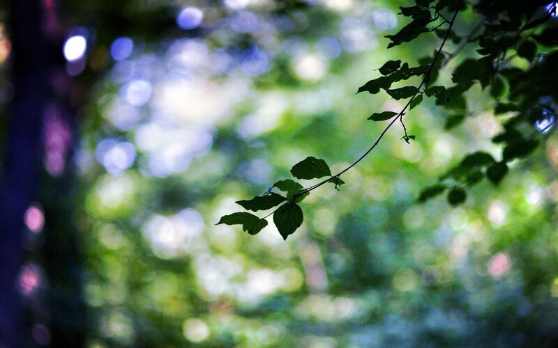 Green Leaves on a Branch — Serene, Afternoon, Photograph, Bokeh