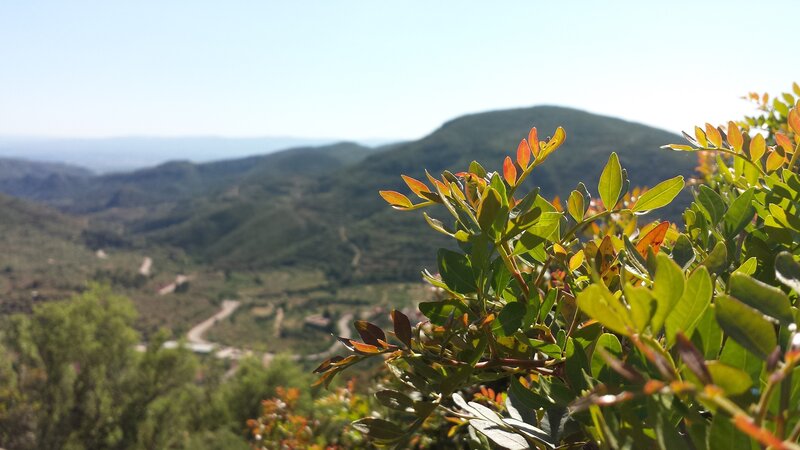 Green Leaves on a Branch — Serene, Afternoon, Photograph, Mountains