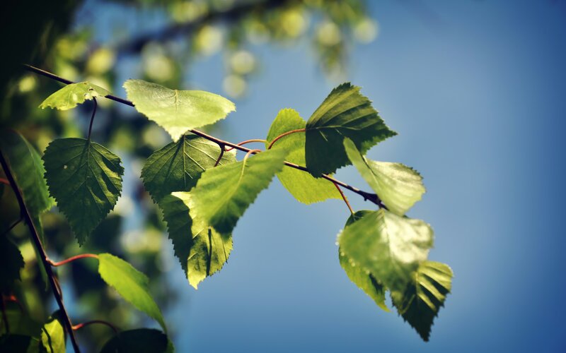 Green Leaves on a Branch — Serene, Afternoon, Photograph, Sky