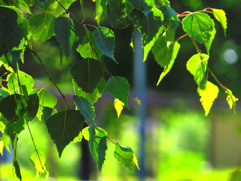 Green Leaves on a Branch — Serene, Afternoon, Photograph, Sunlight