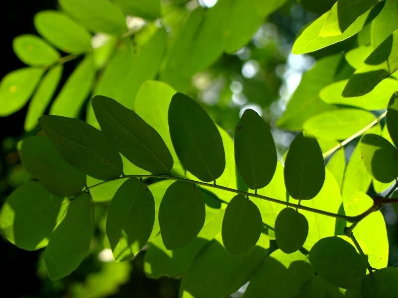 Green Leaves on a Branch — Serene, Afternoon, Photograph