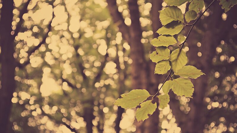 Green Leaves on a Branch — Serene, Afternoon, Photograph, Tree Trunk