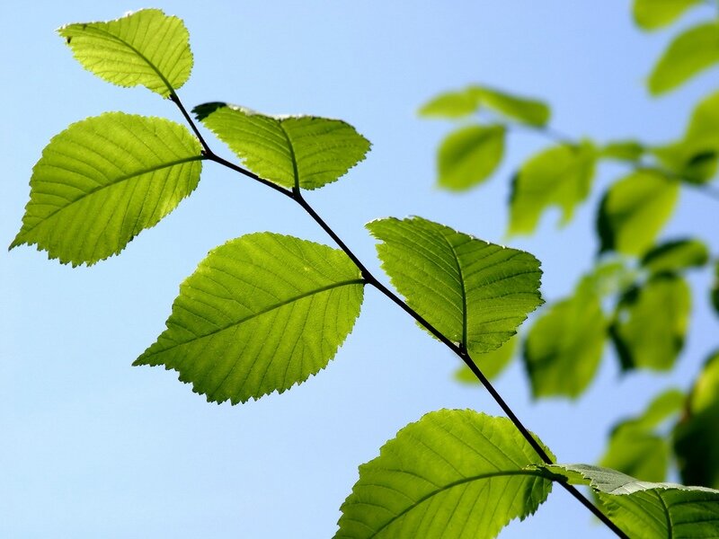 Green Leaves on a Branch — Serene, Afternoon