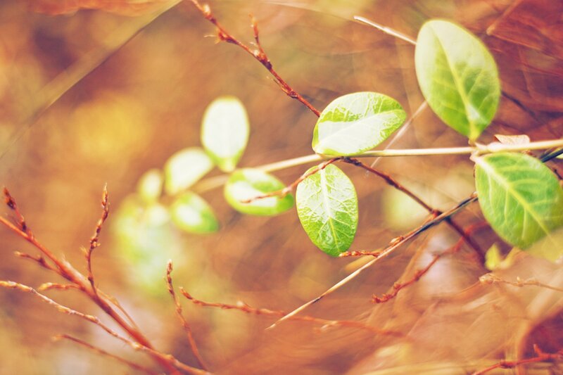 Green Leaves on a Branch — Serene, Autumn, Photograph, Brown