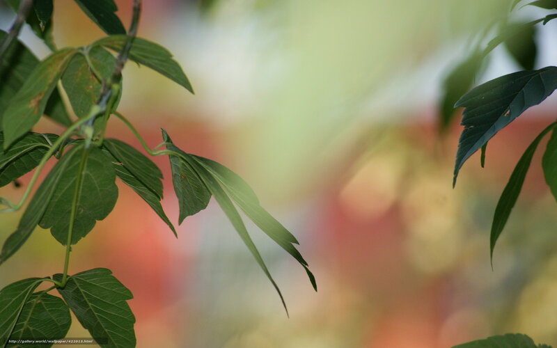 Green Leaves on a Branch — Serene, Autumn, Photograph