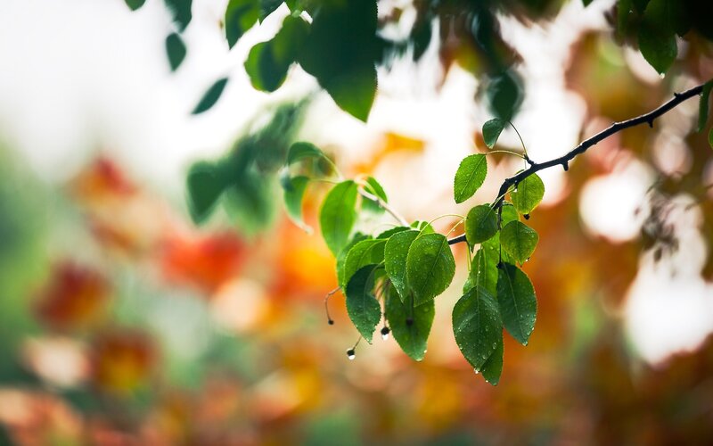 Green Leaves on a Branch — Serene, Autumn
