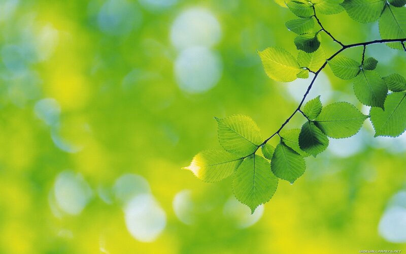 Green Leaves on a Branch — Serene, Morning, Photograph, Bokeh