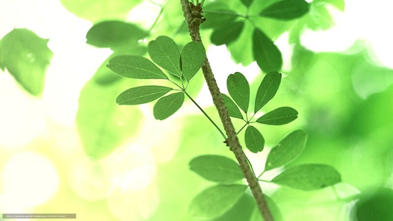 Green Leaves on a Branch — Serene, Morning, Photograph, Sunlight, Bokeh