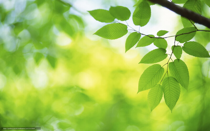 Green Leaves on a Branch — Serene, Morning, Photograph, Sunlight