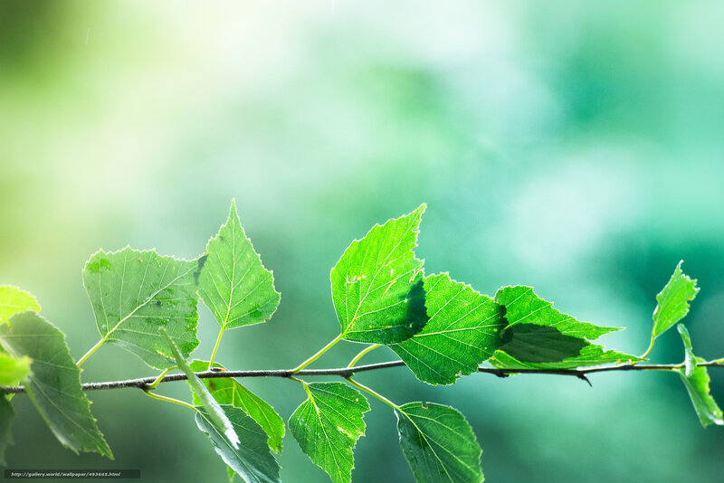 Green Leaves on a Branch — Serene, Morning, Photograph, Sunlight, White