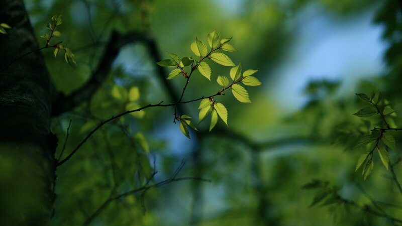 Green Leaves on a Branch — Serene, Morning, Photograph, Tree