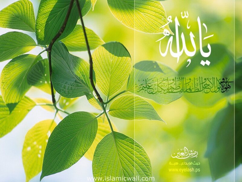 Green Leaves on a Branch — Serene, Morning