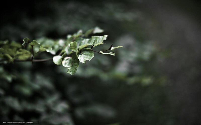 Green Leaves on a Branch — Serene, Photograph, Forest