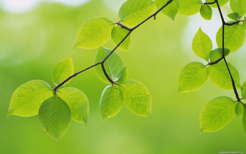 Green Leaves on a Branch — Serene, Spring, Photograph, Background