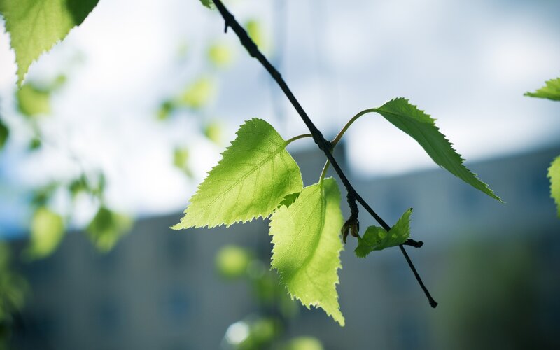 Green Leaves on a Branch — Serene, Spring, Photograph, Sky