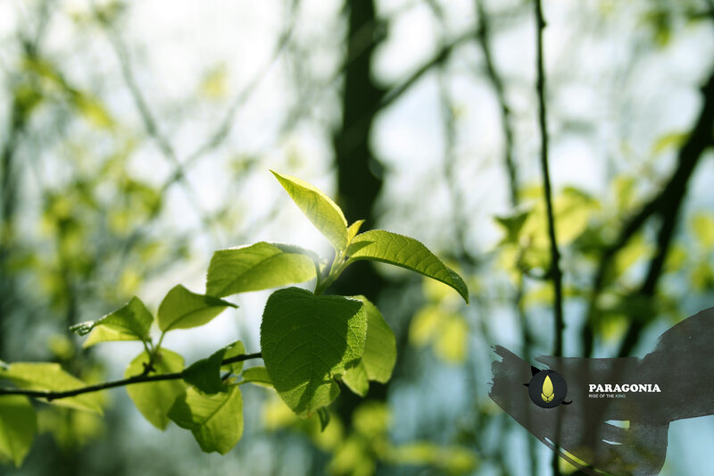 Green Leaves on a Branch — Serene, Spring, Photograph, Sunlight
