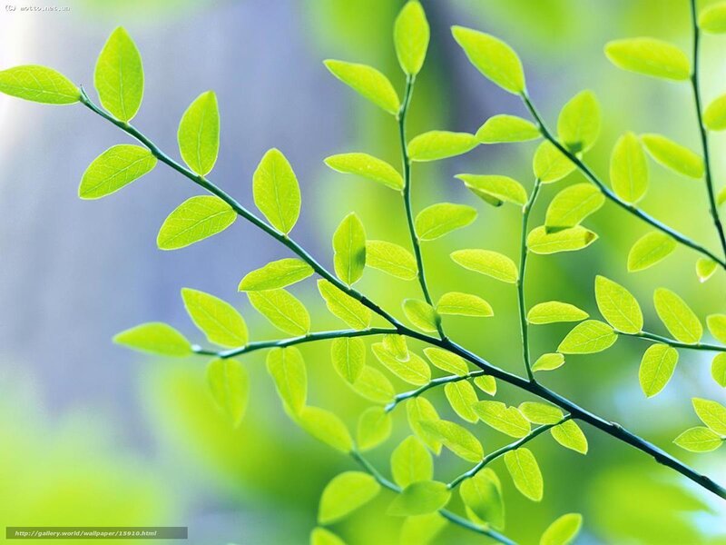 Green Leaves on a Branch — Serene, Spring, Photograph
