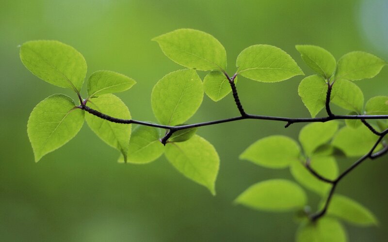 Green Leaves on a Branch — Serene, Spring