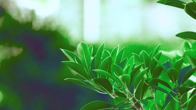 Green Leaves on a Branch — White