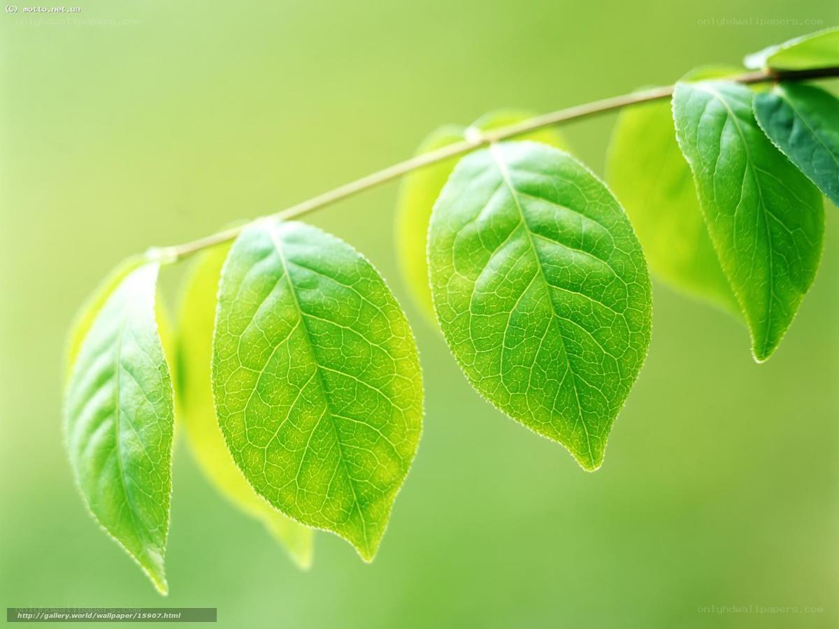 Green leaves on a branch