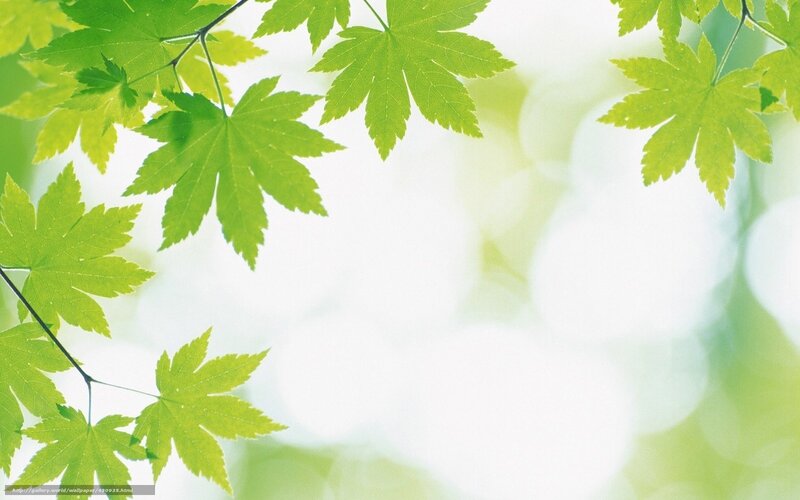 green leaves on a bright background