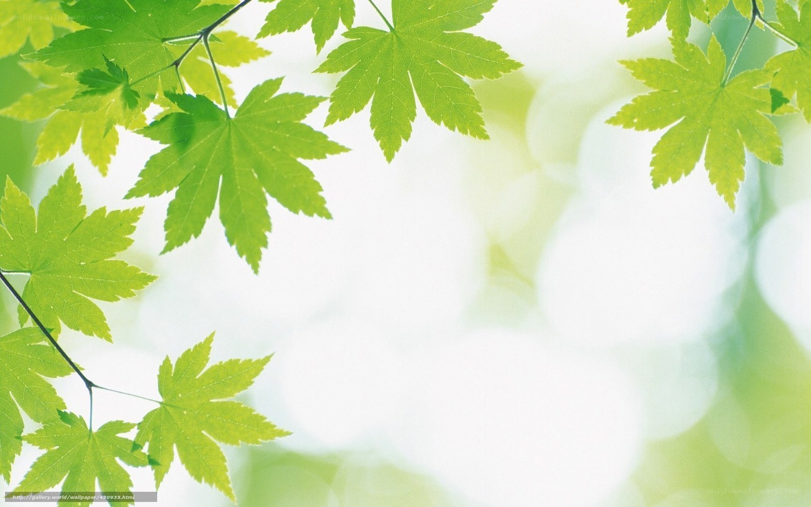 green leaves on a bright background