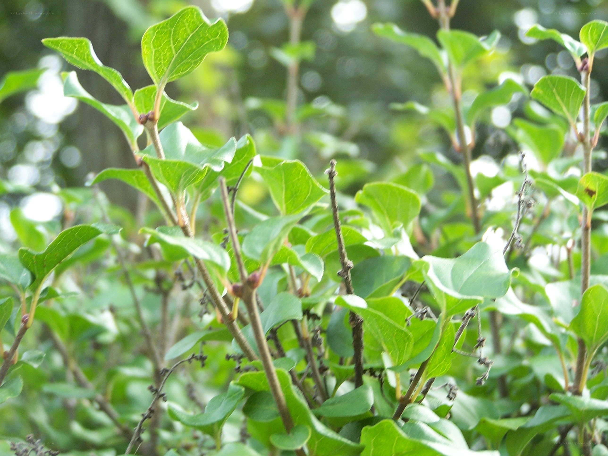 green leaves on a bush