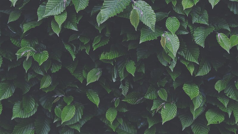 Green Leaves on a Bush — Calm