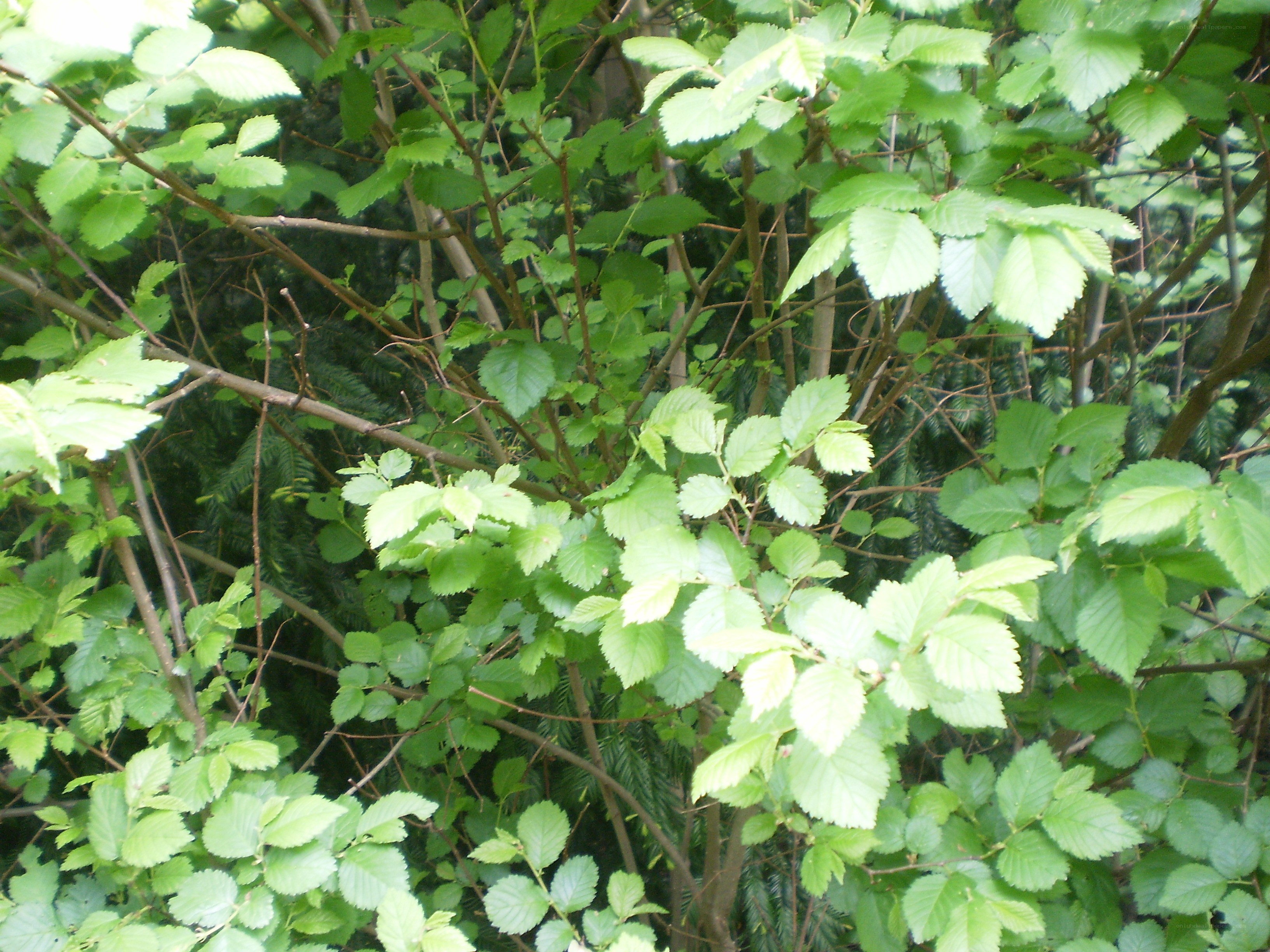green leaves on a bush