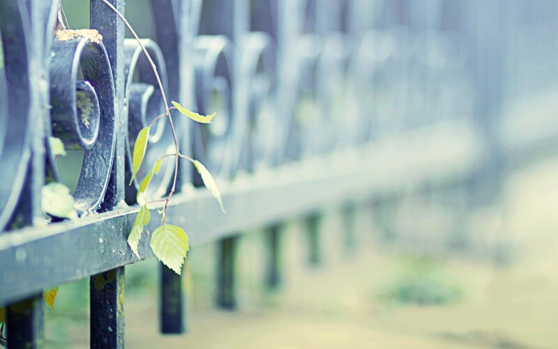 green leaves on a fence
