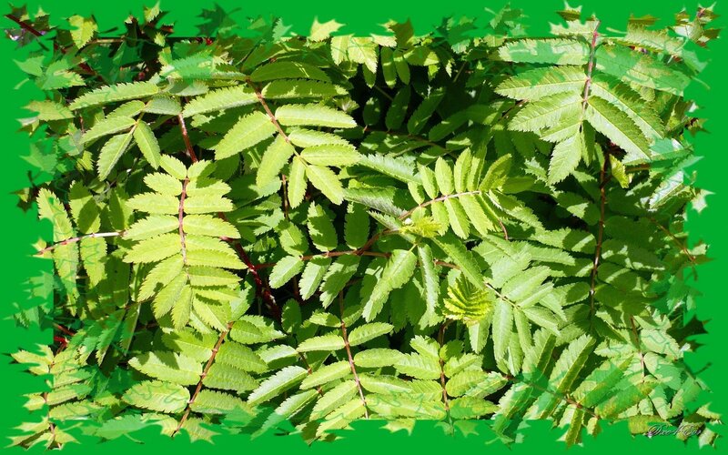 green leaves on a green background