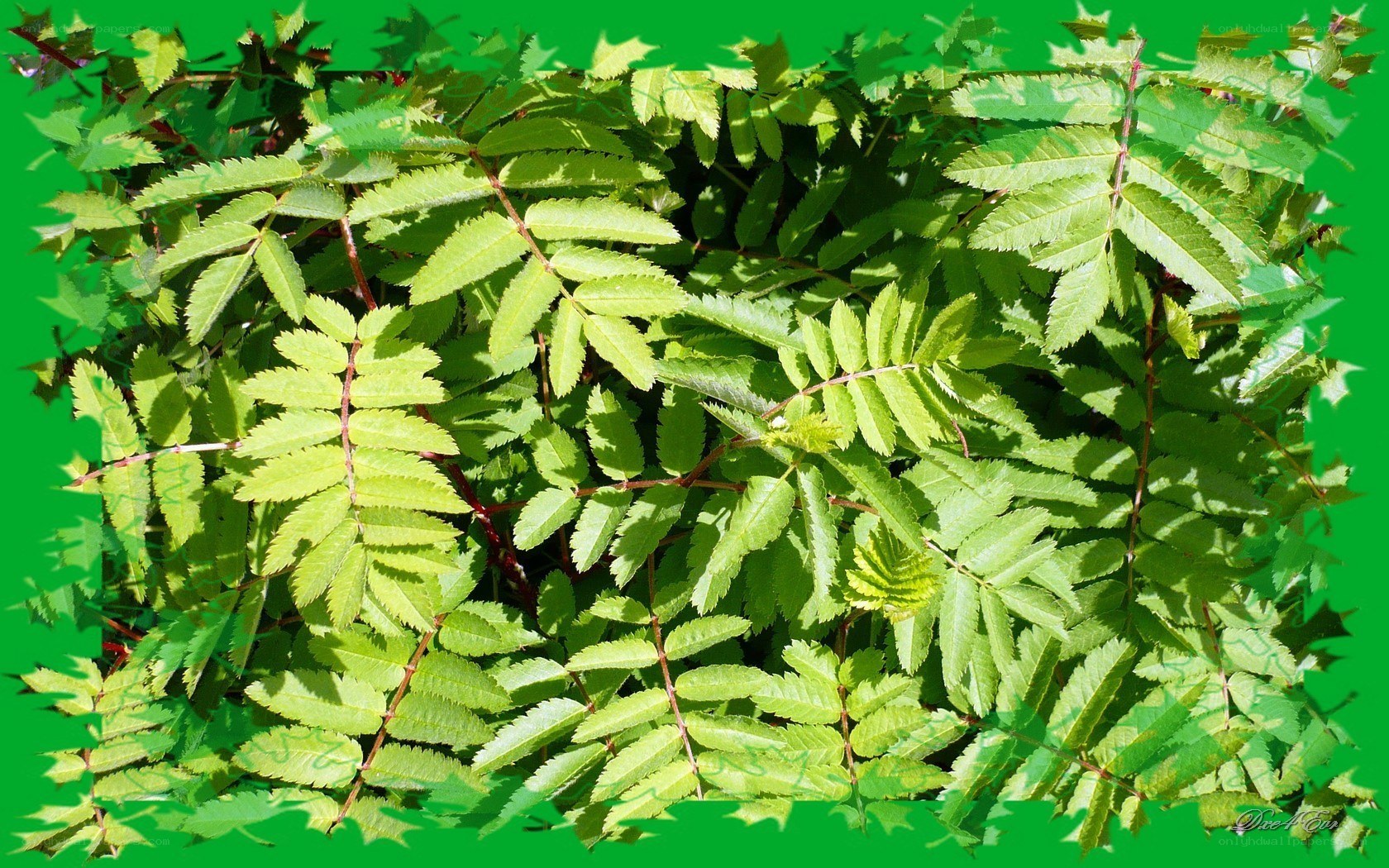 green leaves on a green background