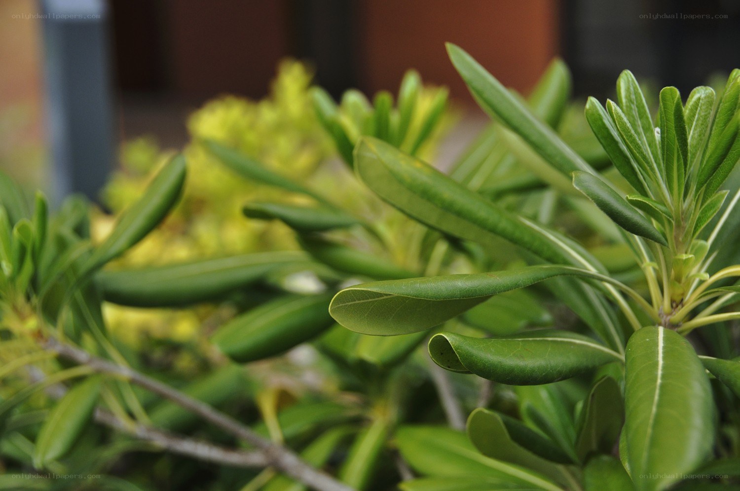 green leaves on a plant
