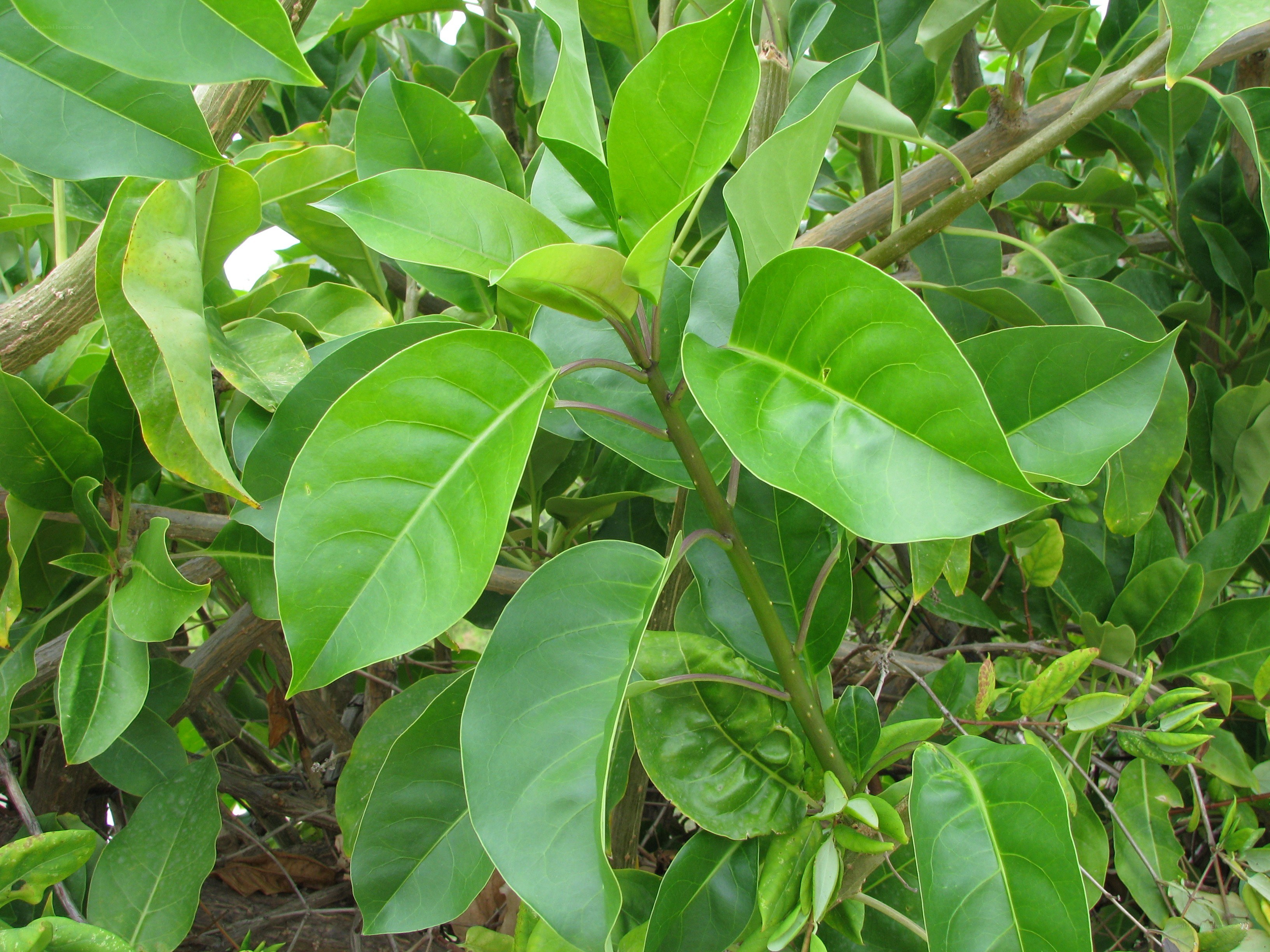 green leaves on a plant