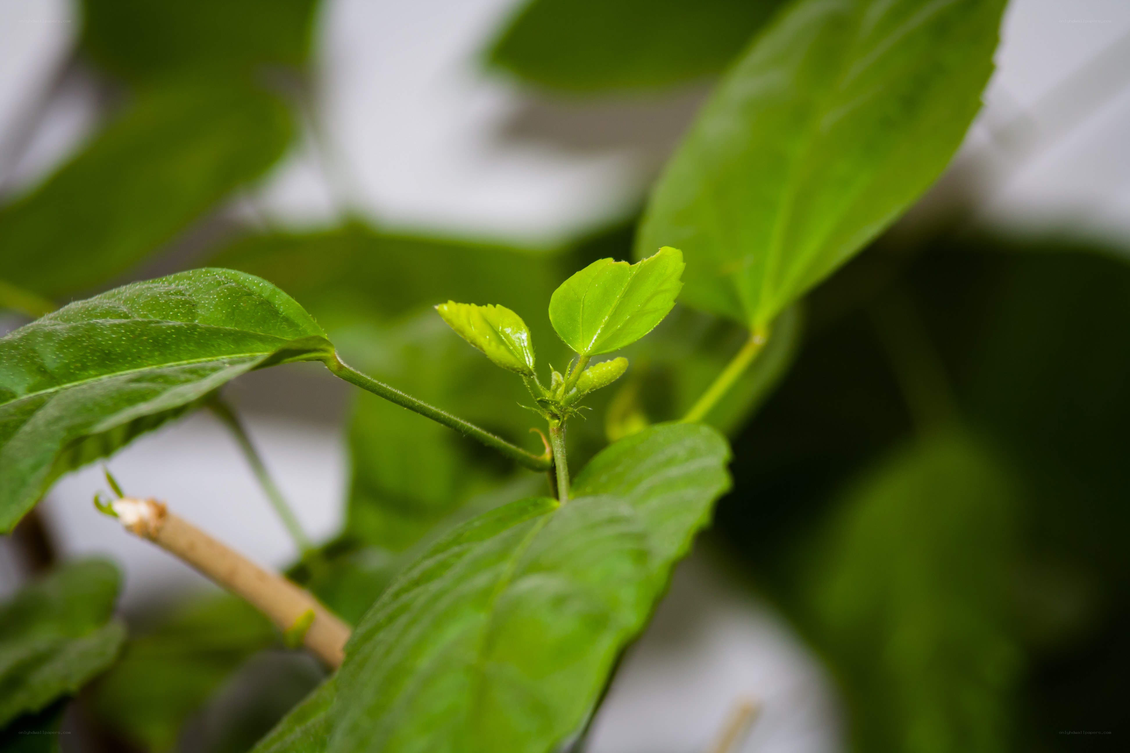 green leaves on a plant