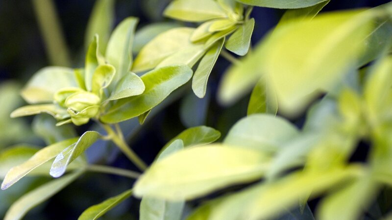 Green Leaves on a Plant — Calm