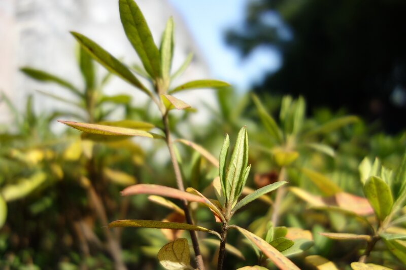 Green Leaves on a Plant — Serene