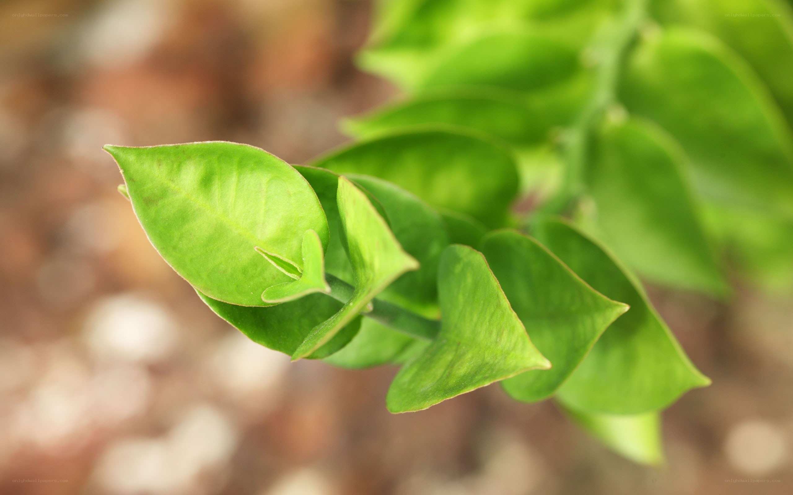 green leaves on a plant