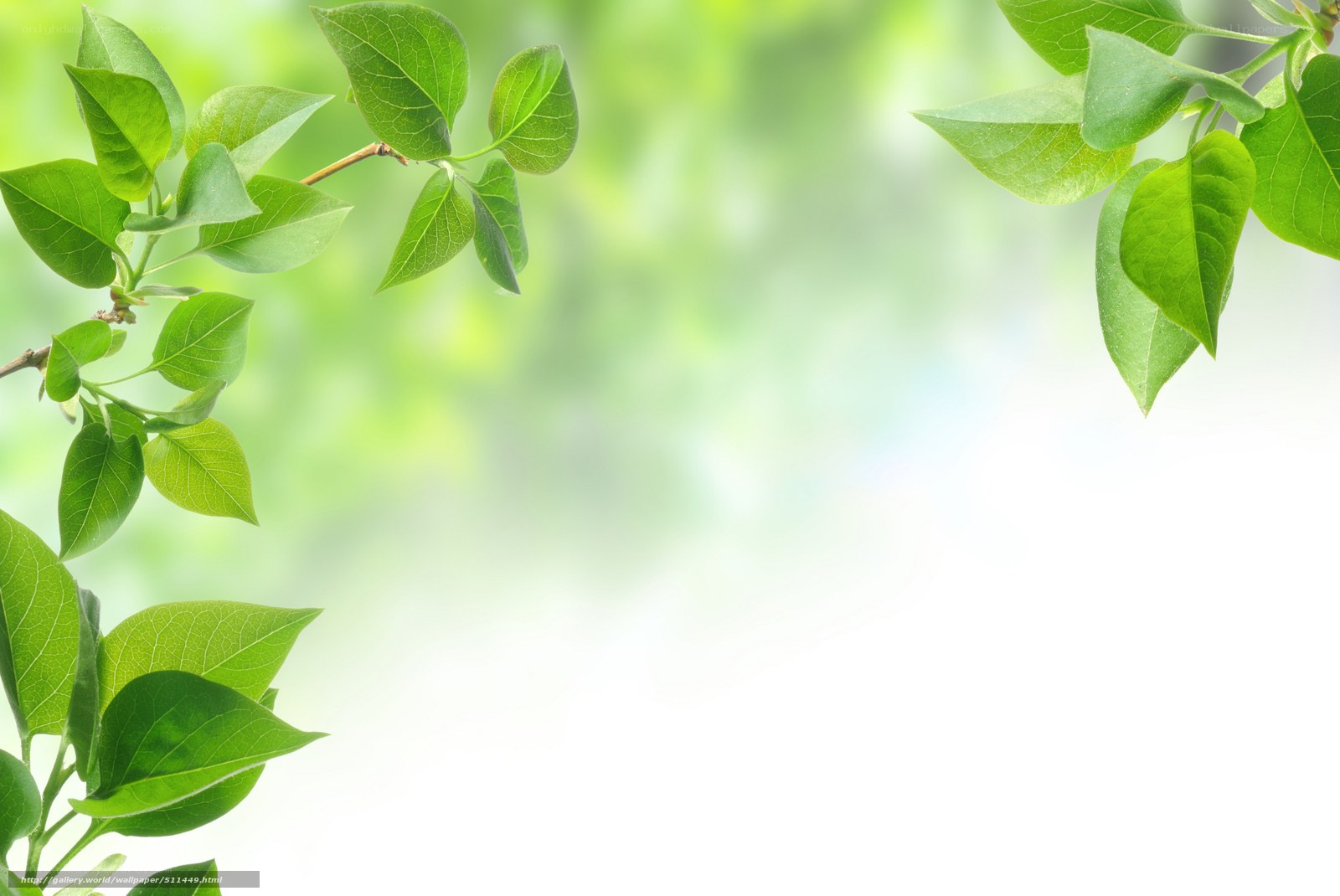 green leaves on a soft background