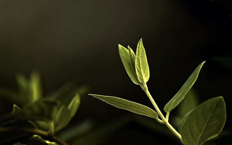 Green Leaves on a Stem — Dramatic