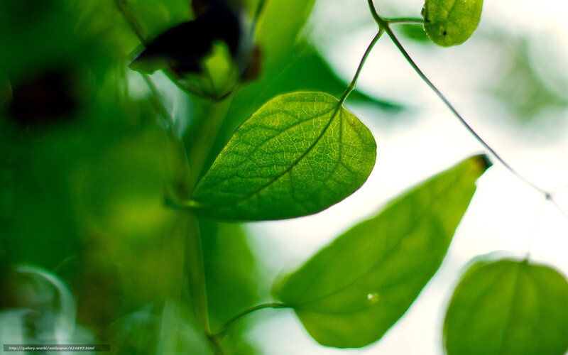 Green Leaves on a Stem — Serene, Afternoon