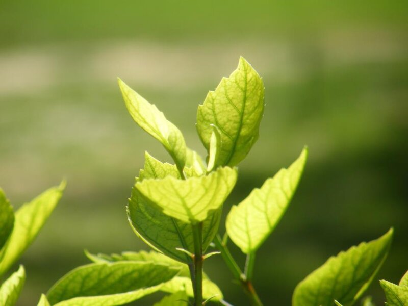 Green Leaves on a Stem — Serene, Morning