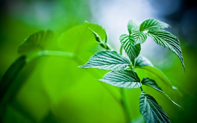 Green Leaves on a Stem — Serene, Photograph, Background