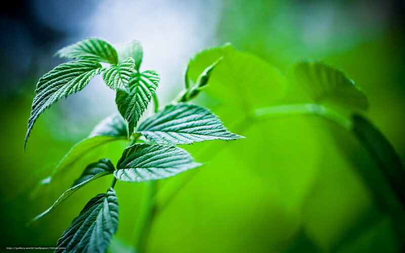Green Leaves on a Stem — Serene, Photograph, Bud