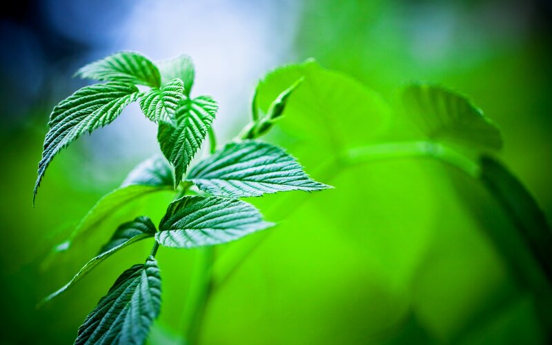 Green Leaves on a Stem — Serene, Photograph