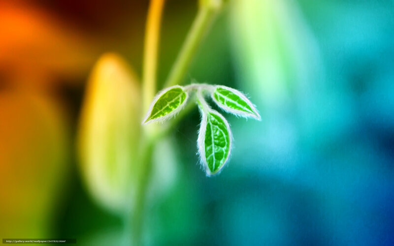 Green Leaves on a Stem