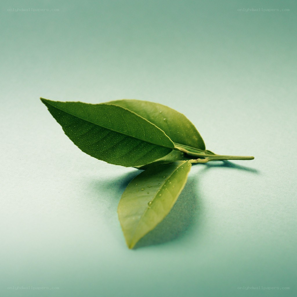 green leaves on a teal background