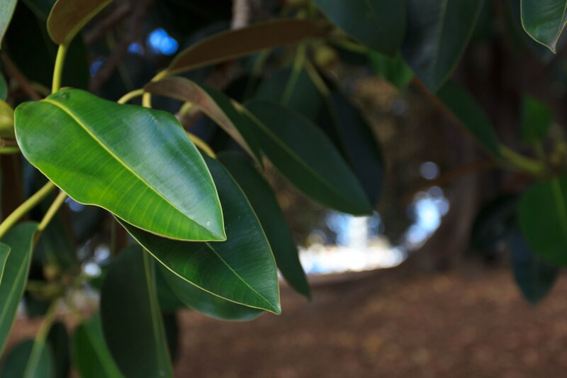 green leaves on a tree