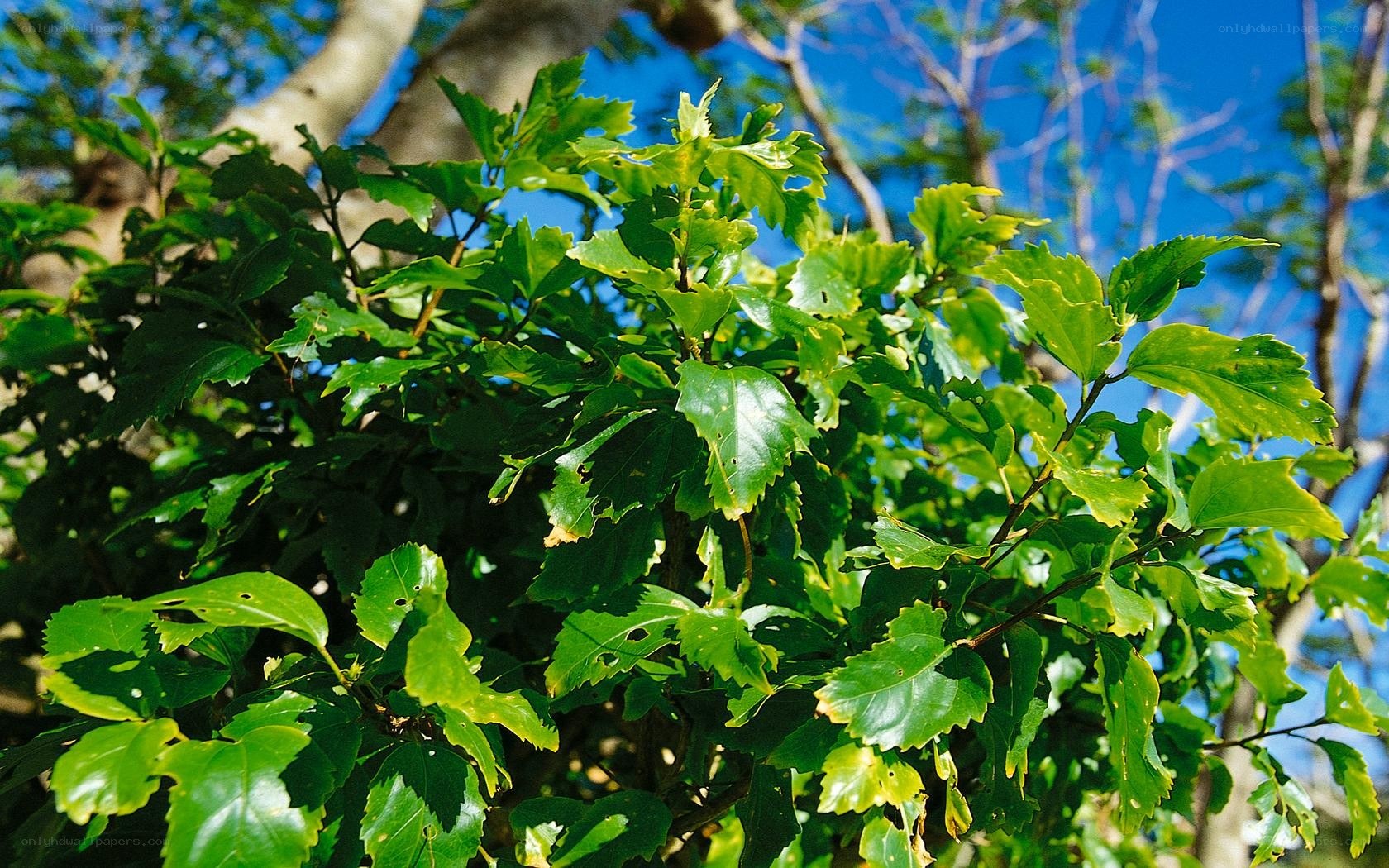green leaves on a tree