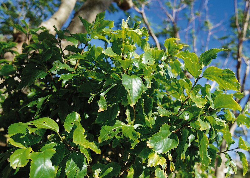 green leaves on a tree